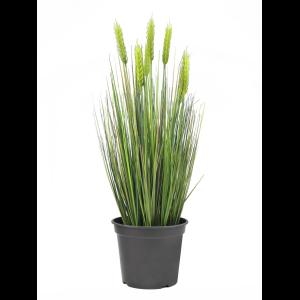 EUROPALMS Wheat early summer 60cm