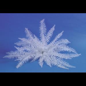 EUROPALMS White boston fern, 60cm