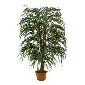 EUROPALMS Willow tree multi leaf, 215cm