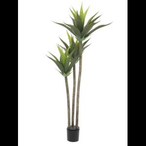 EUROPALMS Yucca, 3 trunks, 125cm