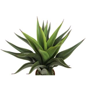 EUROPALMS Yucca bush, dark green, 50cm