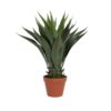 EUROPALMS Yucca bush, dark green, 50cm