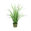 EUROPALMS Yucca bush, small leaves, 80cm