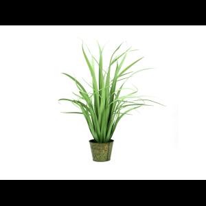 EUROPALMS Yucca bush, small leaves, 80cm