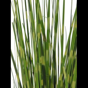 EUROPALMS Zebra grass, 90cm