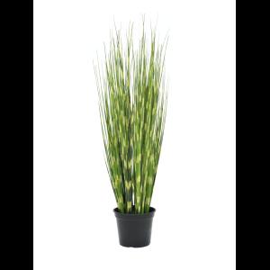 EUROPALMS Zebra grass, 90cm