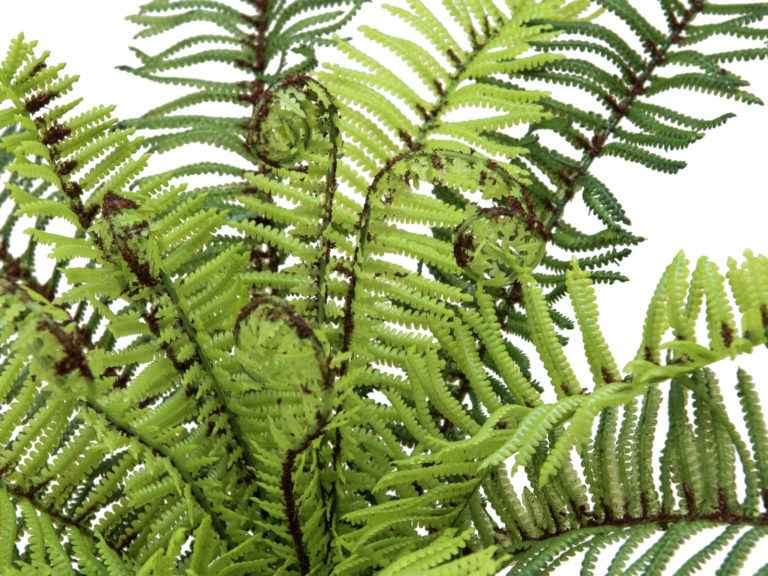 EUROPALMS Forest fern, 30cm