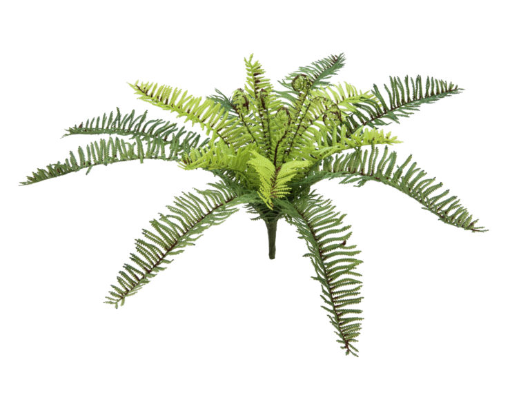 EUROPALMS Forest fern, 30cm