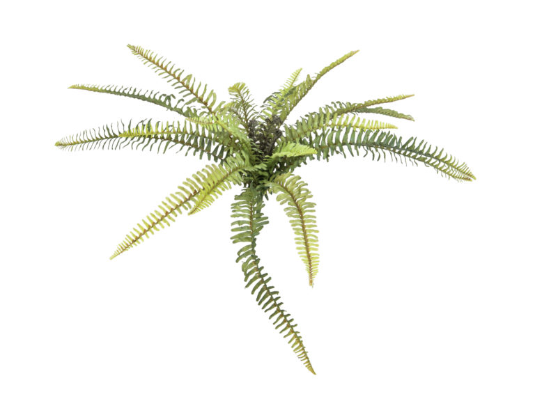 EUROPALMS Forest fern, 40cm