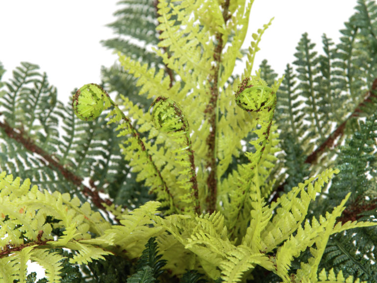 EUROPALMS Forest fern, 50cm