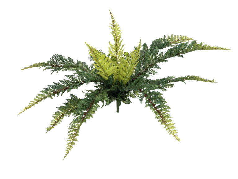 EUROPALMS Forest fern, 50cm