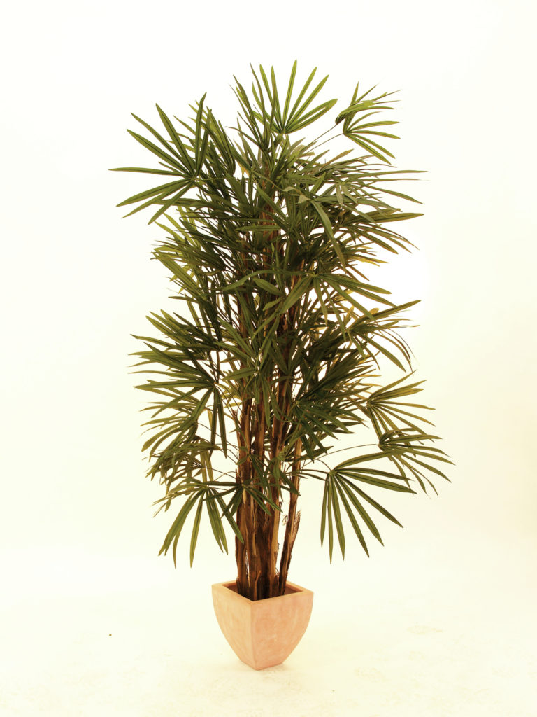 EUROPALMS Lady palm, 150cm