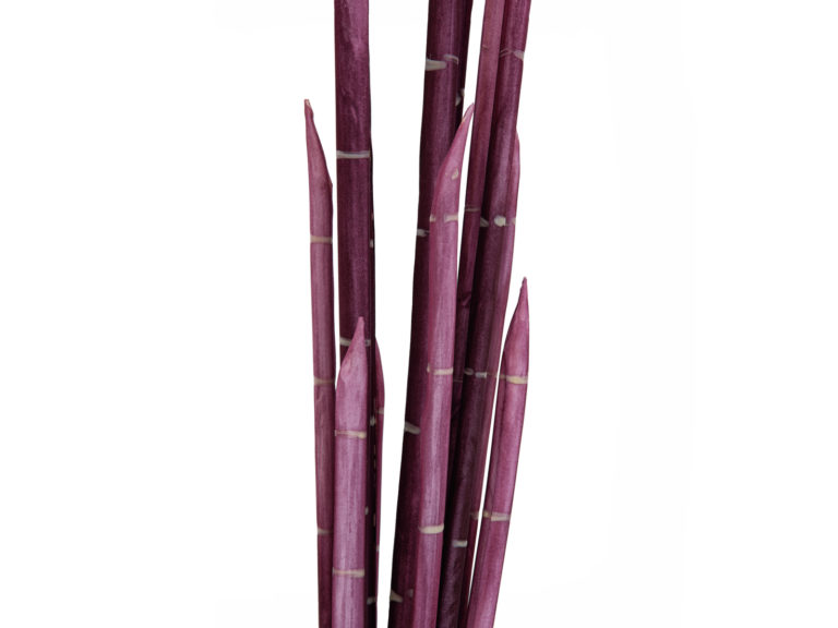 EUROPALMS Magic Onion Stalks, rose, 134cm