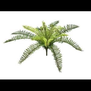 EUROPALMS Forest fern, 30cm