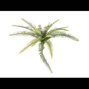 EUROPALMS Forest fern, 40cm