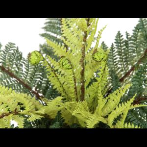 EUROPALMS Forest fern, 50cm