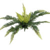 EUROPALMS Forest fern, 50cm