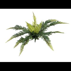 EUROPALMS Forest fern, 50cm