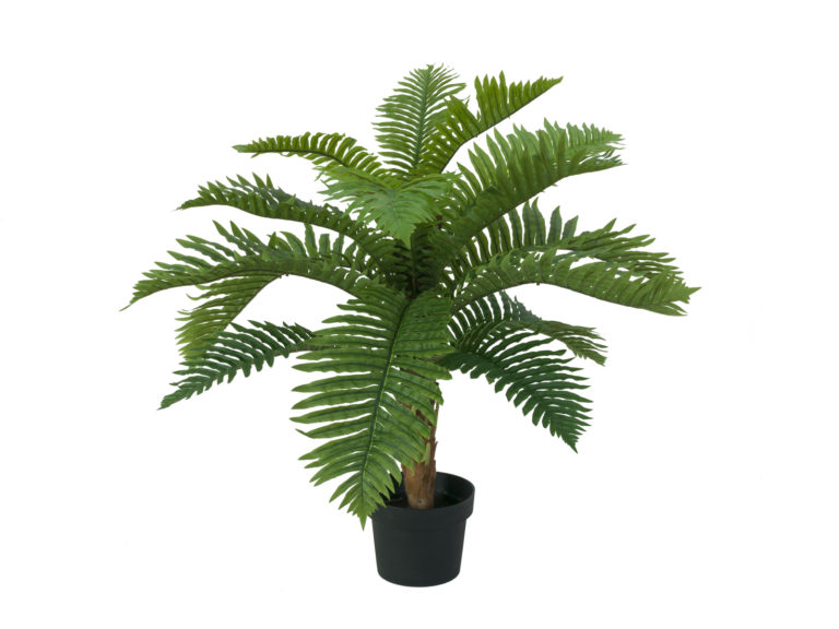 EUROPALMS Cycas Palm Tree, 70cm