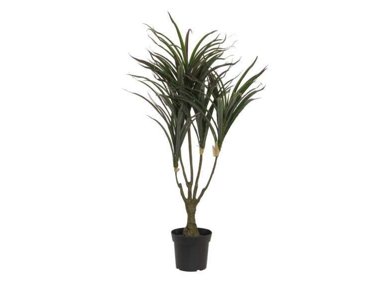 EUROPALMS Dracena, green-red, 90cm