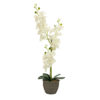 EUROPALMS Orchid, cream, 65cm