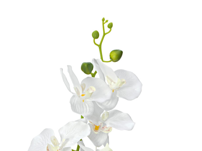 EUROPALMS Orchid, white, 65cm