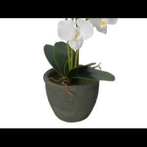 EUROPALMS Orchid, white, 65cm