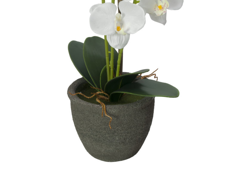 EUROPALMS Orchid, white, 65cm