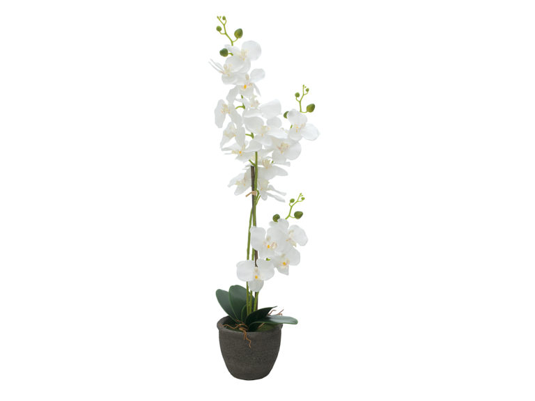 EUROPALMS Orchid, white, 65cm