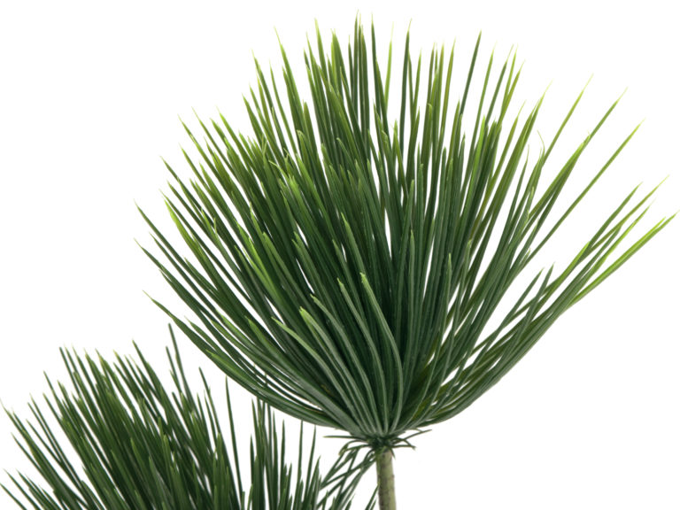 EUROPALMS Papyrus plant, 100cm