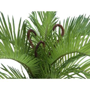 EUROPALMS Cycas Fern, 50 cm