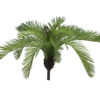 EUROPALMS Cycas Fern, 50 cm