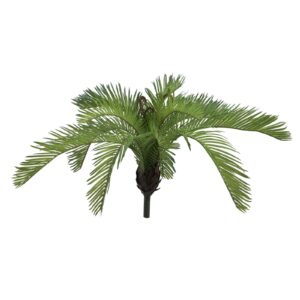 EUROPALMS Cycas Fern, 50 cm