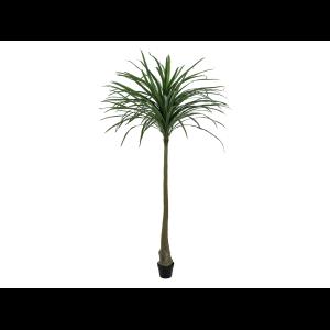 EUROPALMS Dracena, green, 220cm