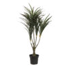 EUROPALMS Dracena, green-red, 90cm