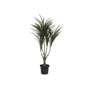 EUROPALMS Dracena, green-red, 90cm