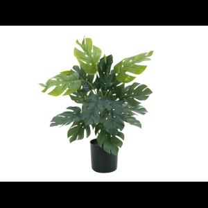 EUROPALMS Split Philo Plant, 38cm