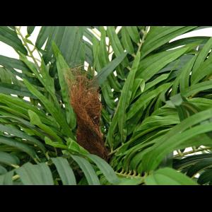 EUROPALMS Areca palm, artificial plant, 140cm