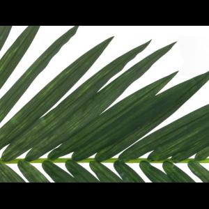 EUROPALMS Coconut king palm branch, 150cm