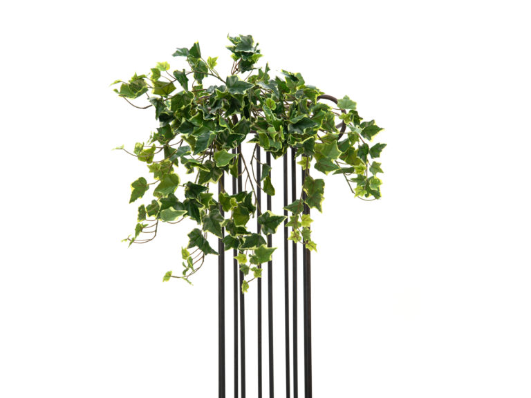 EUROPALMS Hollan Ivy Bush, Premium, 50cm