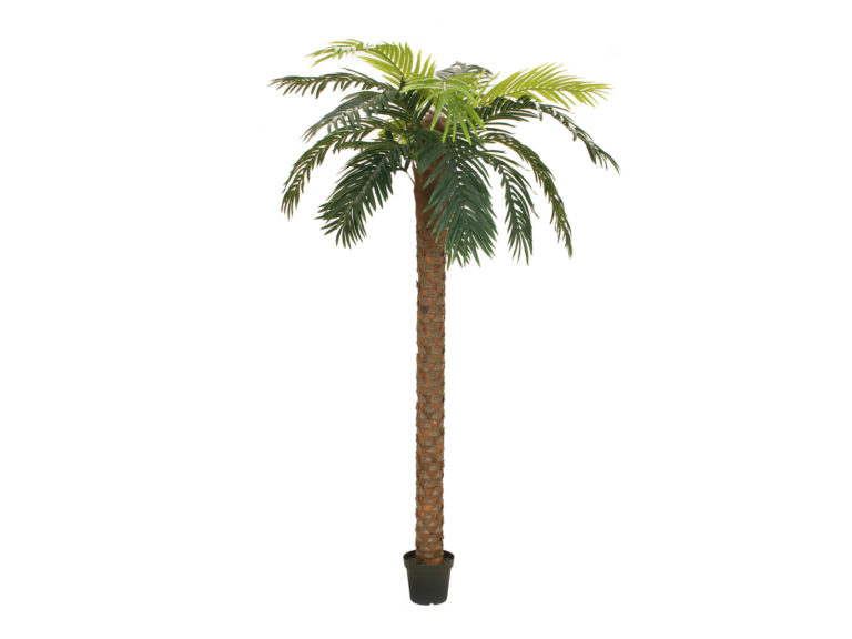 EUROPALMS Phoenix palm deluxe, artificial plant, 250cm