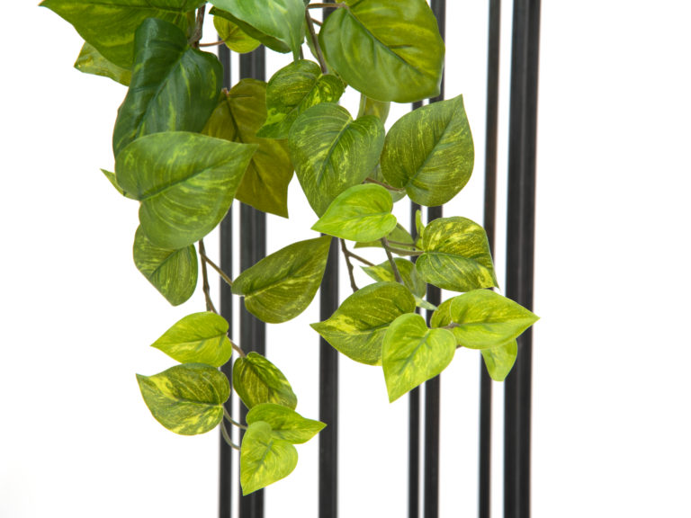 EUROPALMS Pothos Bush Tendril Premium, 50cm