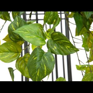 EUROPALMS Pothos Bush Tendril Premium, 50cm