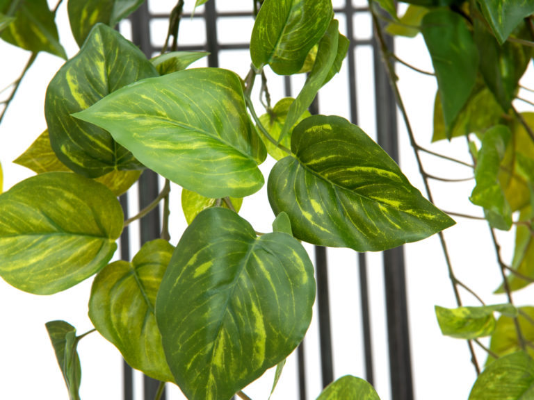 EUROPALMS Pothos Bush Tendril Premium, 50cm