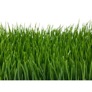 EUROPALMS Artificial grass tile, shade, 25x25cm