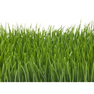 EUROPALMS Artificial grass tile, sun, 25x25cm