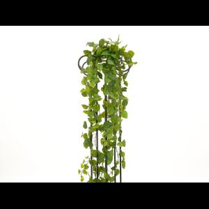 EUROPALMS Pothos Bush Tendril Premium, 170cm