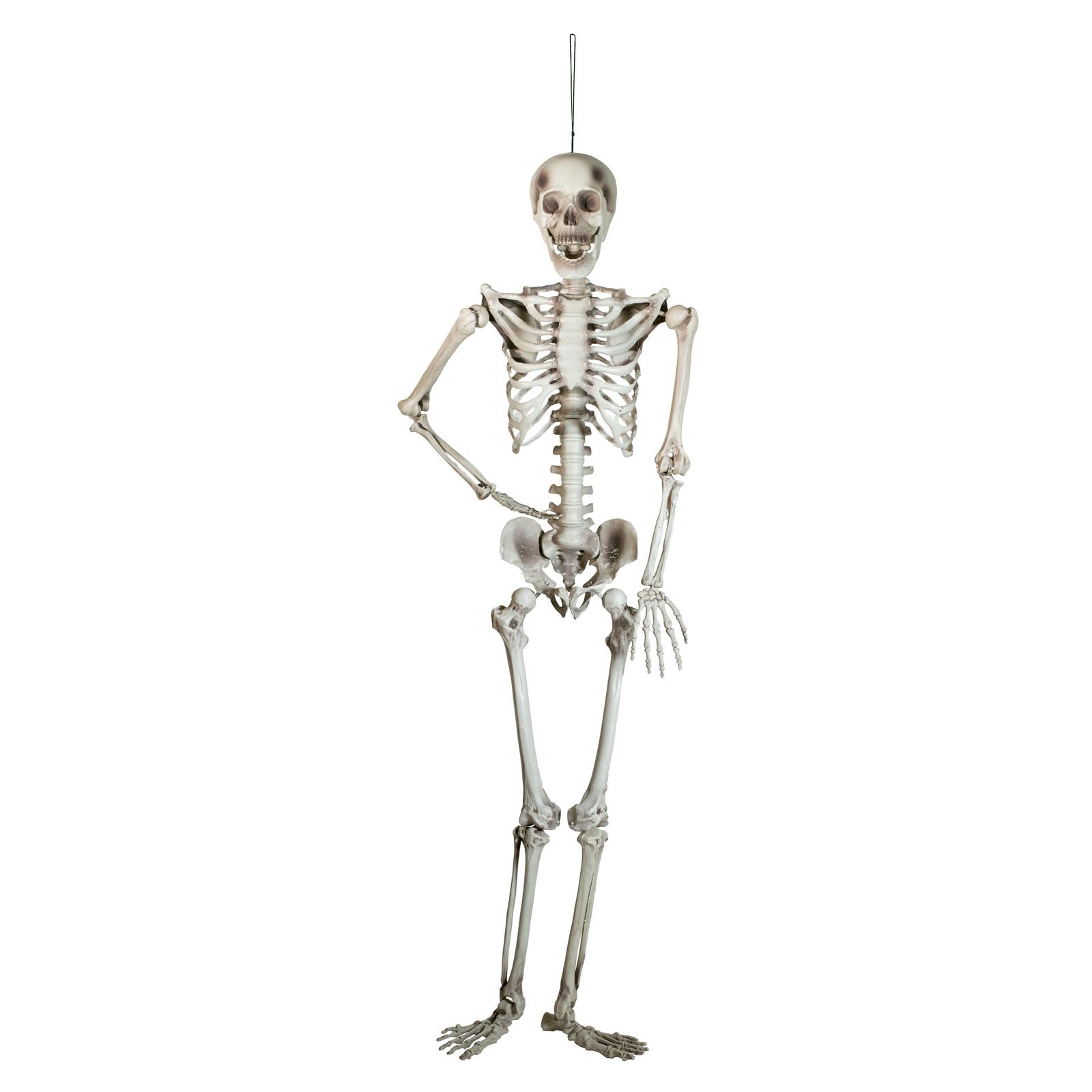 EUROPALMS Halloween Skeleton, 150 cm