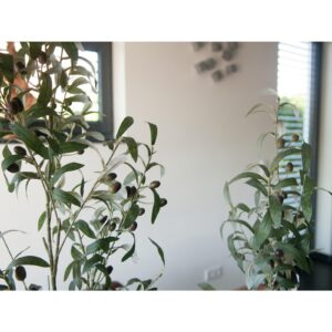 EUROPALMS Olive tree, artificial plant, 68 cm