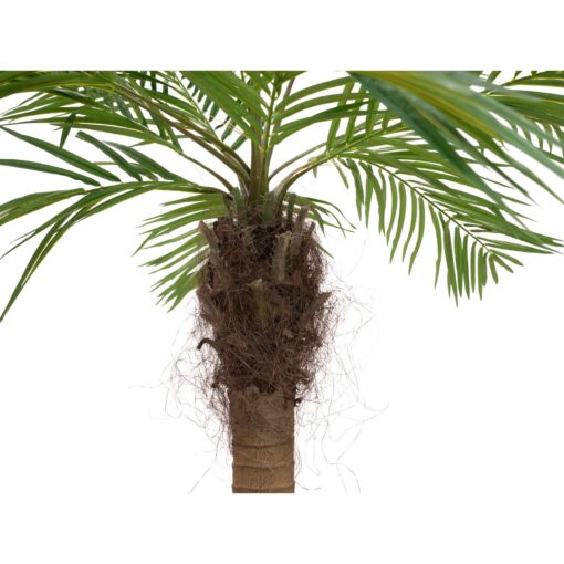 EUROPALMS Phoenix palm tree luxor curved, artificial plant, 240cm